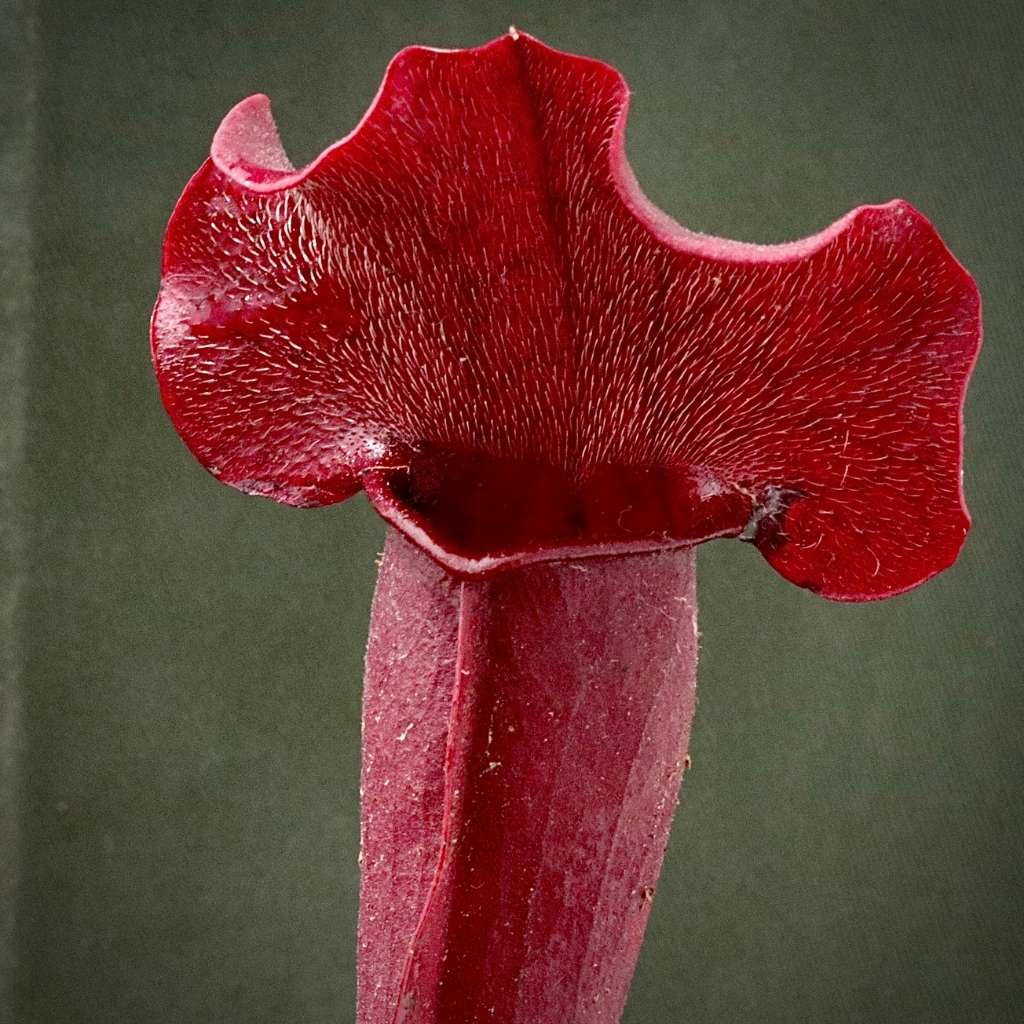 Trumpet Pitcher, Sarracenia “Lady” by Sarracenia