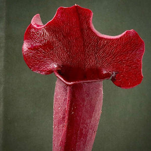 Trumpet Pitcher, Sarracenia “Lady” -   - Carnivorous Plant