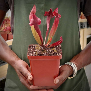 Trumpet Pitcher, Sarracenia 'Trumpet' -  Medium to Large plant. 12cm plastic container. - Carnivorous Plant