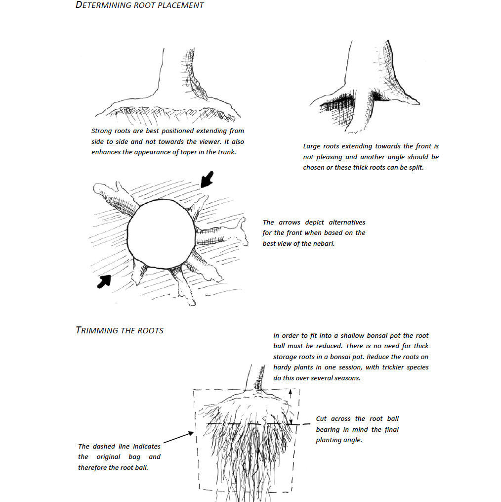Bonsai Beginners E-Book -   - Books