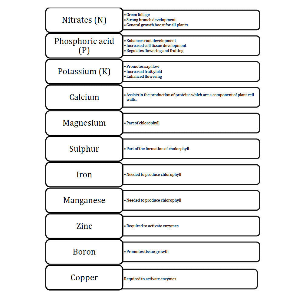 Bonsai Beginners E-Book -   - Books