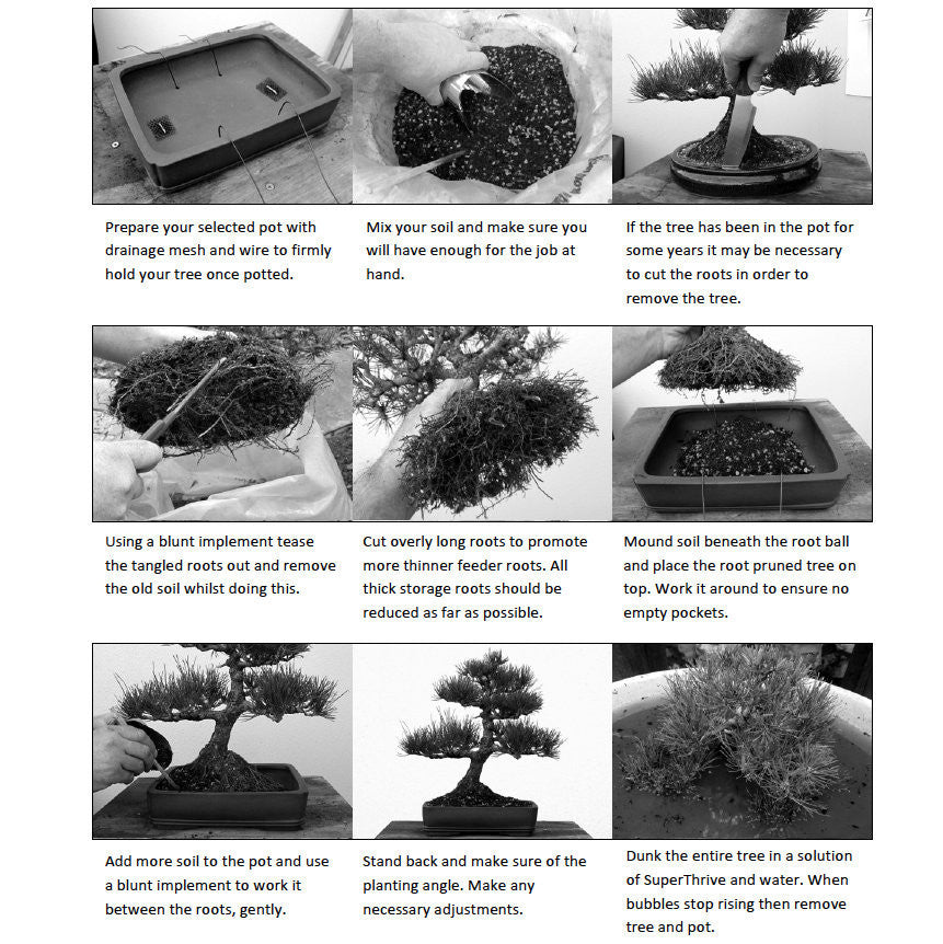 wire bonsai tree instructions Bonsai Beginners E-Book
