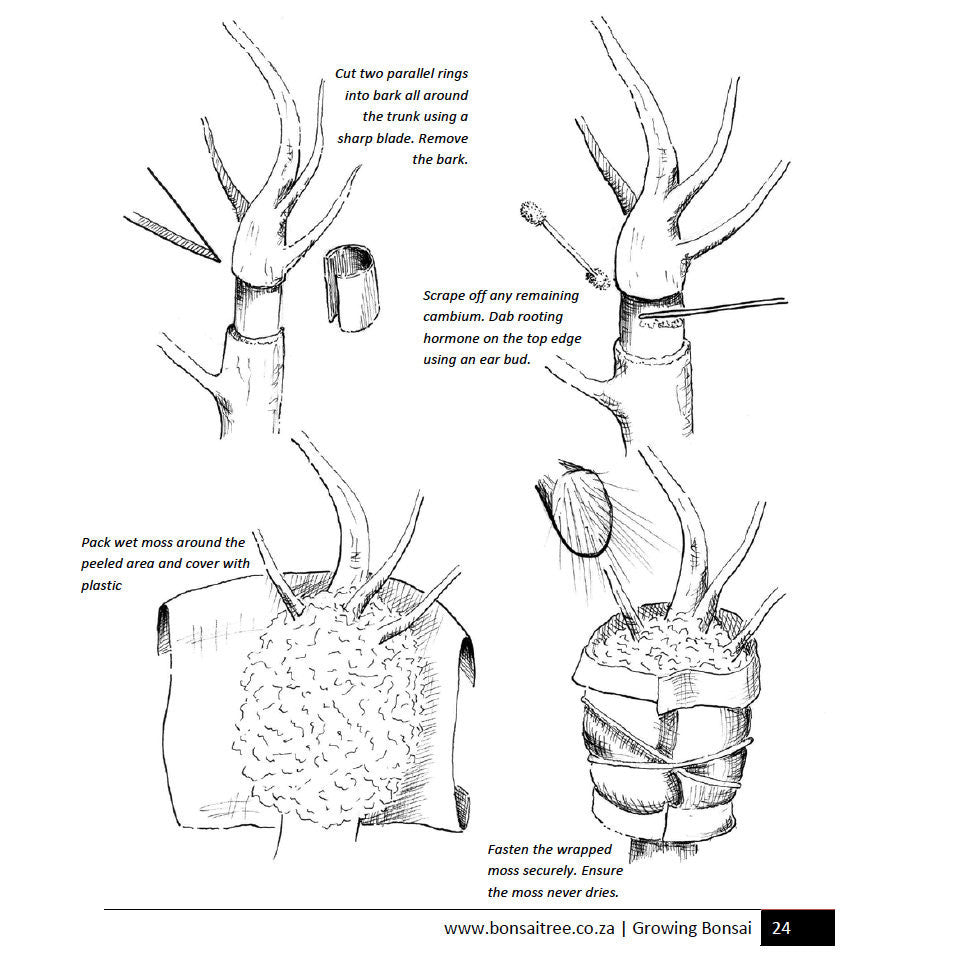 Bonsai Beginners E-Book -   - Books