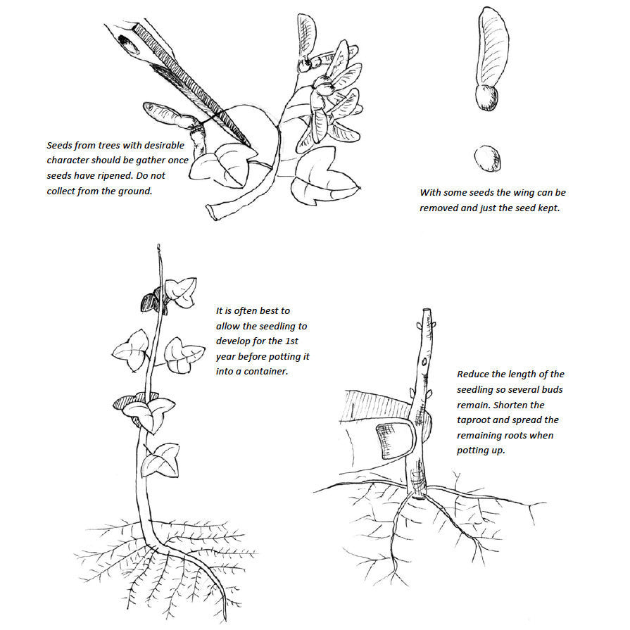 Bonsai Beginners E-Book -   - Books