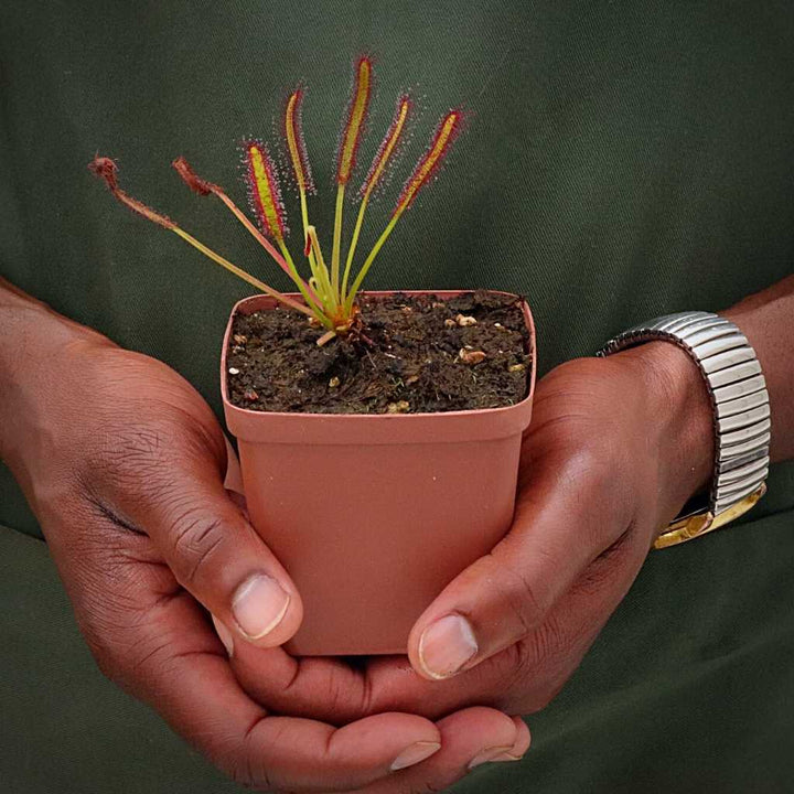 Sundew, Drosera capensis by Pan's Carnivours Drosera