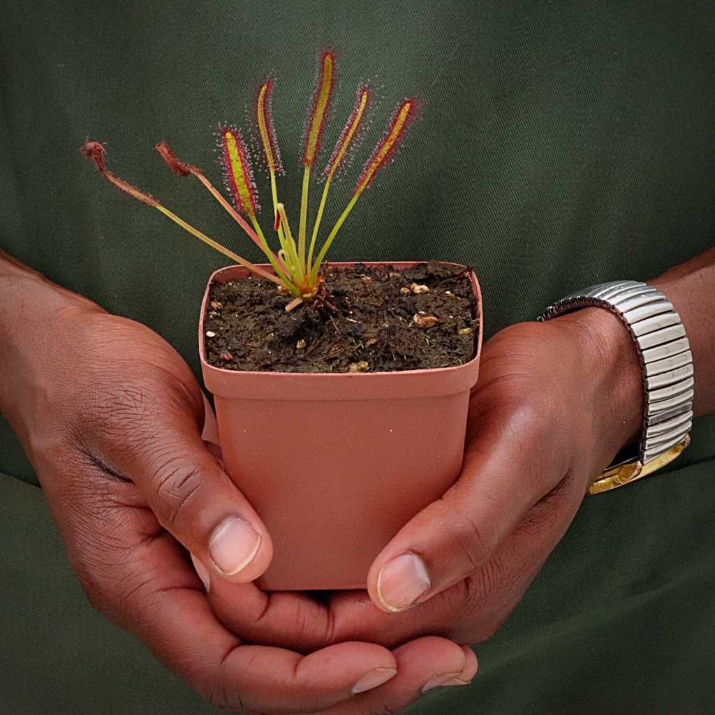 Sundew, Drosera capensis by Pan's Carnivours Drosera