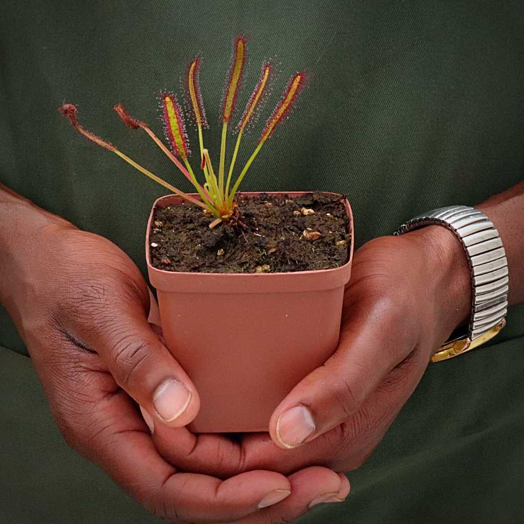 Sundew, Drosera capensis -   - Carnivorous Plant