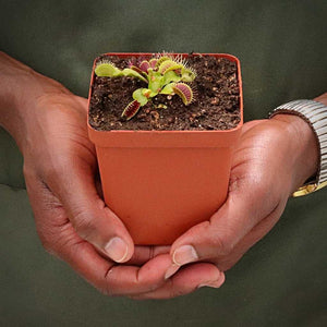 Venus Fly Trap, 'Low Giant' -  2 year old plant. 7.5cm plastic container. - Carnivorous Plant
