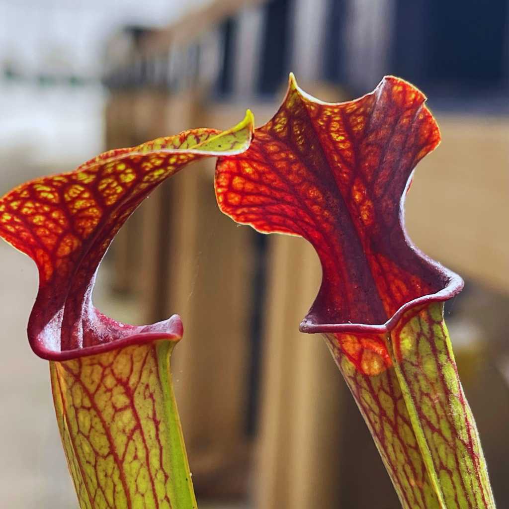 Trumpet Pitcher, Sarracenia 'Hybrid 01 x Ornata Red Throat #6.' Special Import. by Sarracenia