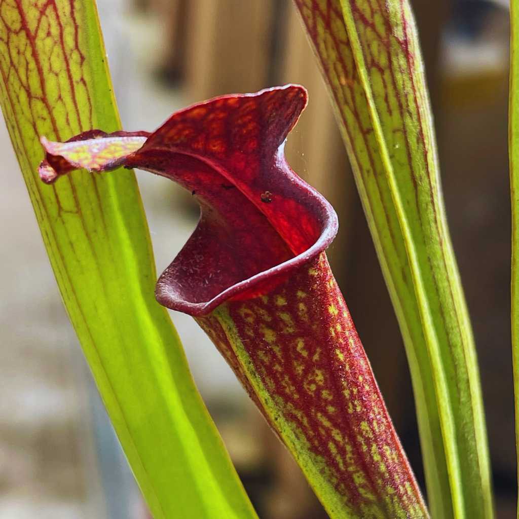 Trumpet Pitcher, Sarracenia 'Hybrid 01 x Ornata Red Throat #6.' Special Import. by Sarracenia