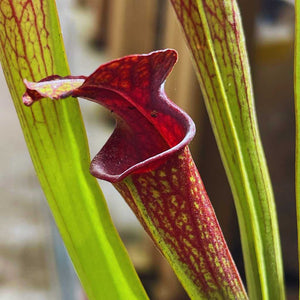 Trumpet Pitcher, Sarracenia 'Hybrid 01 x Ornata Red Throat #6.' Special Import. -   - Carnivorous Plant