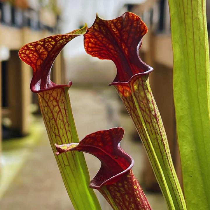Trumpet Pitcher, Sarracenia 'Hybrid 01 x Ornata Red Throat #6.' Special Import. by Sarracenia