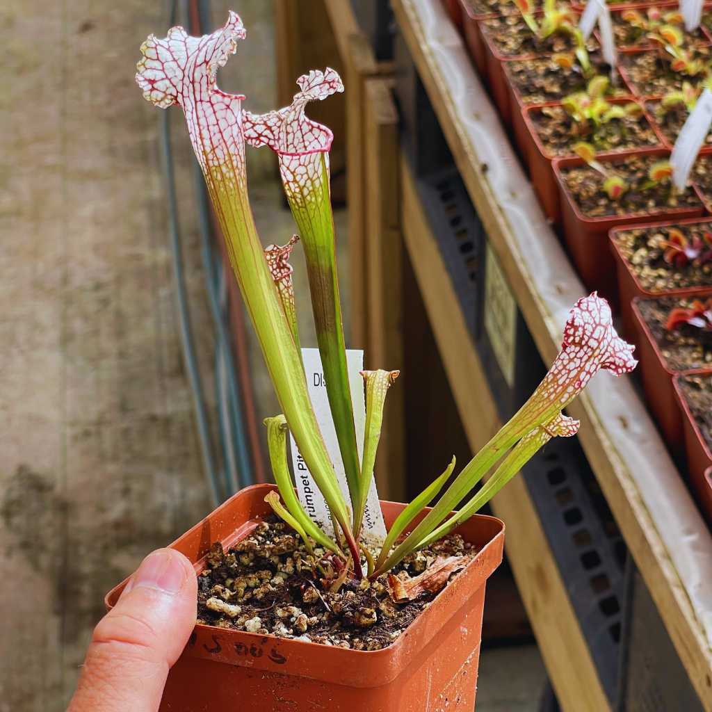 Trumpet Pitcher,, Sarracenia 'Leucophylla L18MK x Pink Thing #2.' Special Import. by Sarracenia