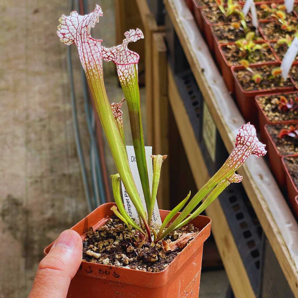 Trumpet Pitcher,, Sarracenia 'Leucophylla L18MK x Pink Thing #2.' Special Import. -  Small to Medium plant. 7.5cm plastic container. - Carnivorous Plant