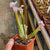 Trumpet Pitcher,, Sarracenia 'Leucophylla L18MK x Pink Thing #2.' Special Import. -  Small to Medium plant. 7.5cm plastic container. - Carnivorous Plant
