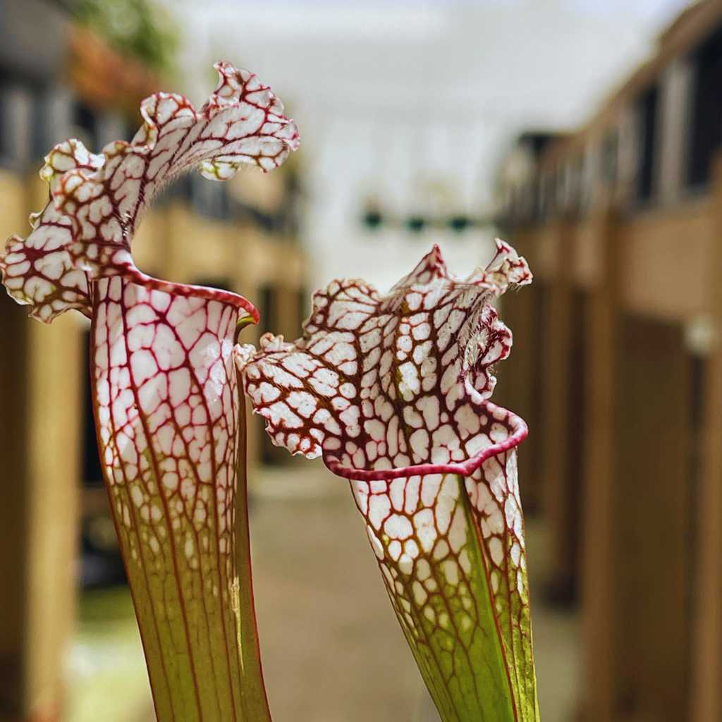 Trumpet Pitcher,, Sarracenia 'Leucophylla L18MK x Pink Thing #2.' Special Import. -   - Carnivorous Plant