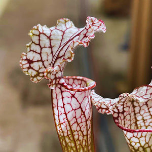 Trumpet Pitcher,, Sarracenia 'Leucophylla L18MK x Pink Thing #2.' Special Import. -   - Carnivorous Plant