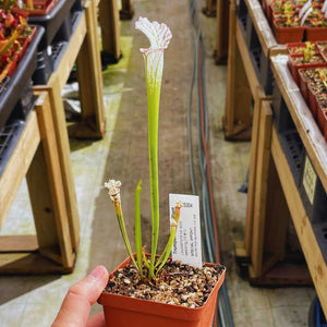 Trumpet Pitcher, Sarracenia 'Leucophylla var.alba seedling 13 #10.' Special Import. -  Small to Medium plant. 7.5cm plastic container. - Carnivorous Plant