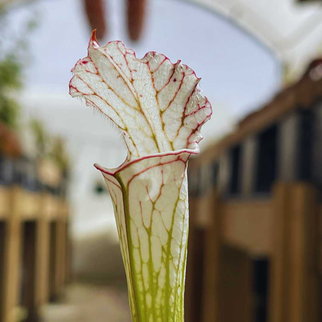 Trumpet Pitcher, Sarracenia 'Leucophylla var.alba seedling 13 #10.' Special Import. by Sarracenia