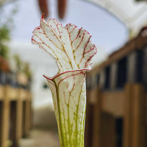 Trumpet Pitcher, Sarracenia 'Leucophylla var.alba seedling 13 #10.' Special Import. -   - Carnivorous Plant