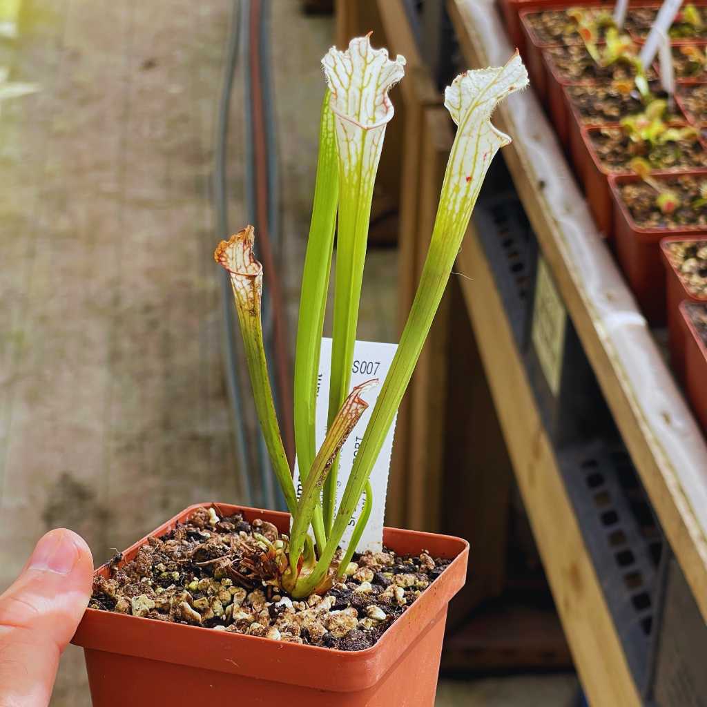 Trumpet Pitcher, Sarracenia 'Leucophylla var.alba seedling 13 #5.' Special Import. by Sarracenia