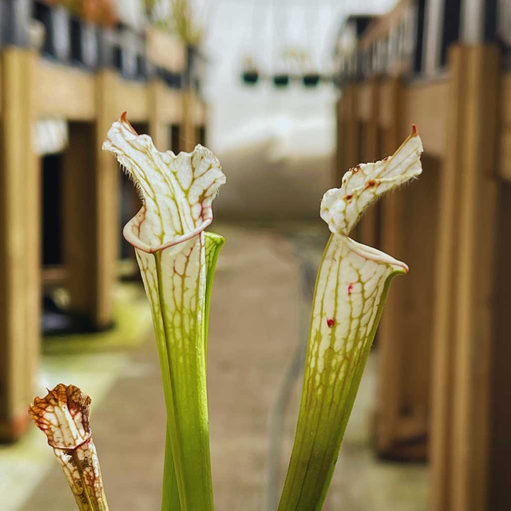 Trumpet Pitcher, Sarracenia 'Leucophylla var.alba seedling 13 #5.' Special Import. by Sarracenia