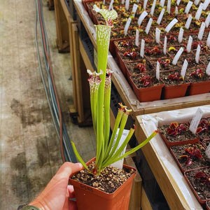 Trumpet Pitcher, Sarracenia 'Sl61 Cedric x Leucophylla hybrid HA20A #1.' Special Import. -  Small to Medium plant. 7.5cm plastic container. - Carnivorous Plant