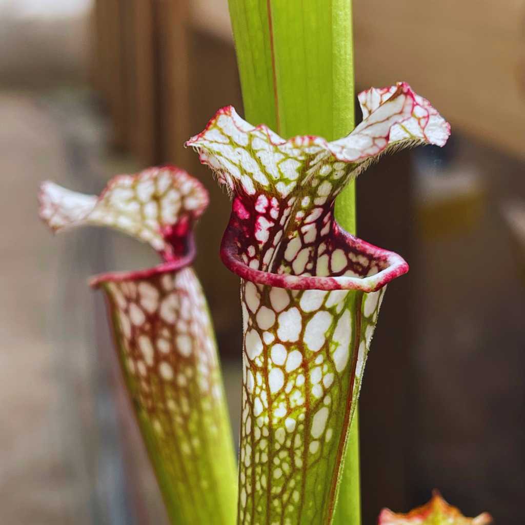 Trumpet Pitcher, Sarracenia 'Sl61 Cedric x Leucophylla hybrid HA20A #1.' Special Import. by Sarracenia
