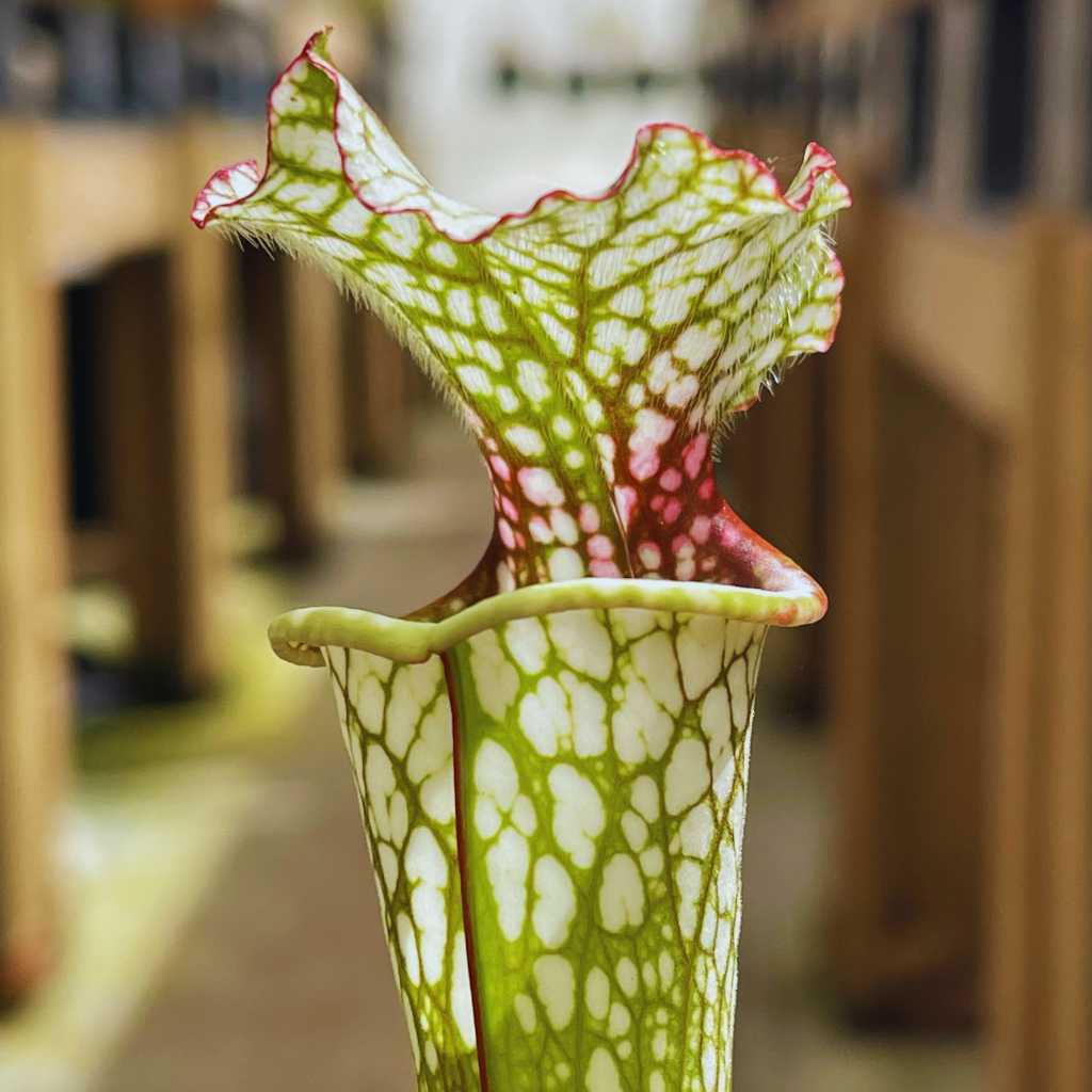 Trumpet Pitcher, Sarracenia 'Sl61 Cedric x Leucophylla hybrid HA20A #1.' Special Import. by Sarracenia