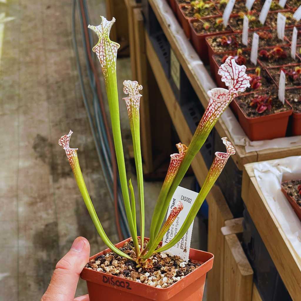 Trumpet Pitcher, Sarracenia 'Sl61 Cedric x Leucophylla hybrid HA20A #9.' Special Import. -  Small to Medium plant. 7.5cm plastic container. - Carnivorous Plant
