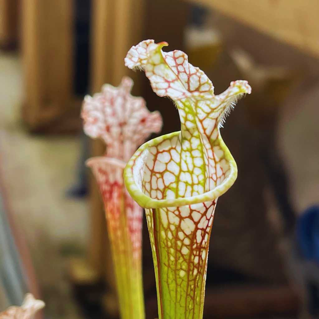 Trumpet Pitcher, Sarracenia 'Sl61 Cedric x Leucophylla hybrid HA20A #9.' Special Import. by Sarracenia