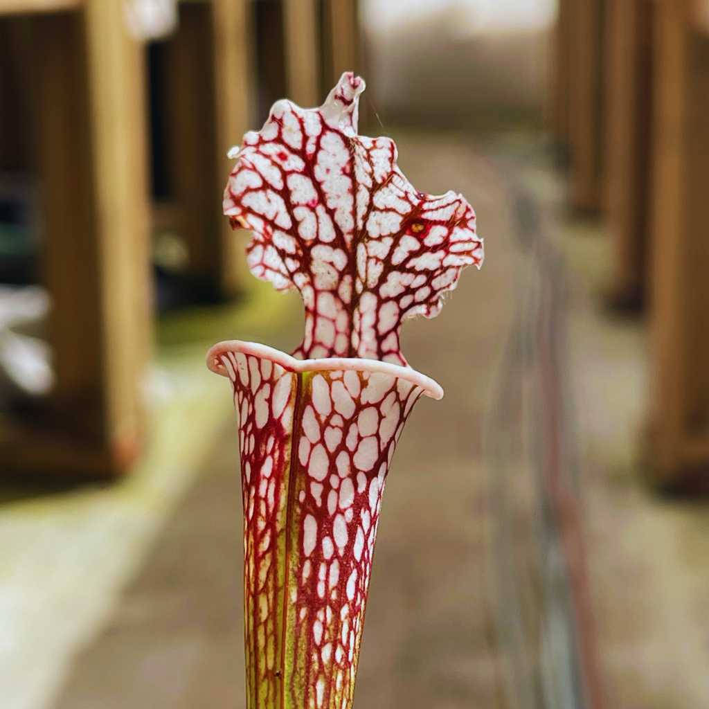 Trumpet Pitcher, Sarracenia 'Sl61 Cedric x Leucophylla hybrid HA20A #9.' Special Import. by Sarracenia