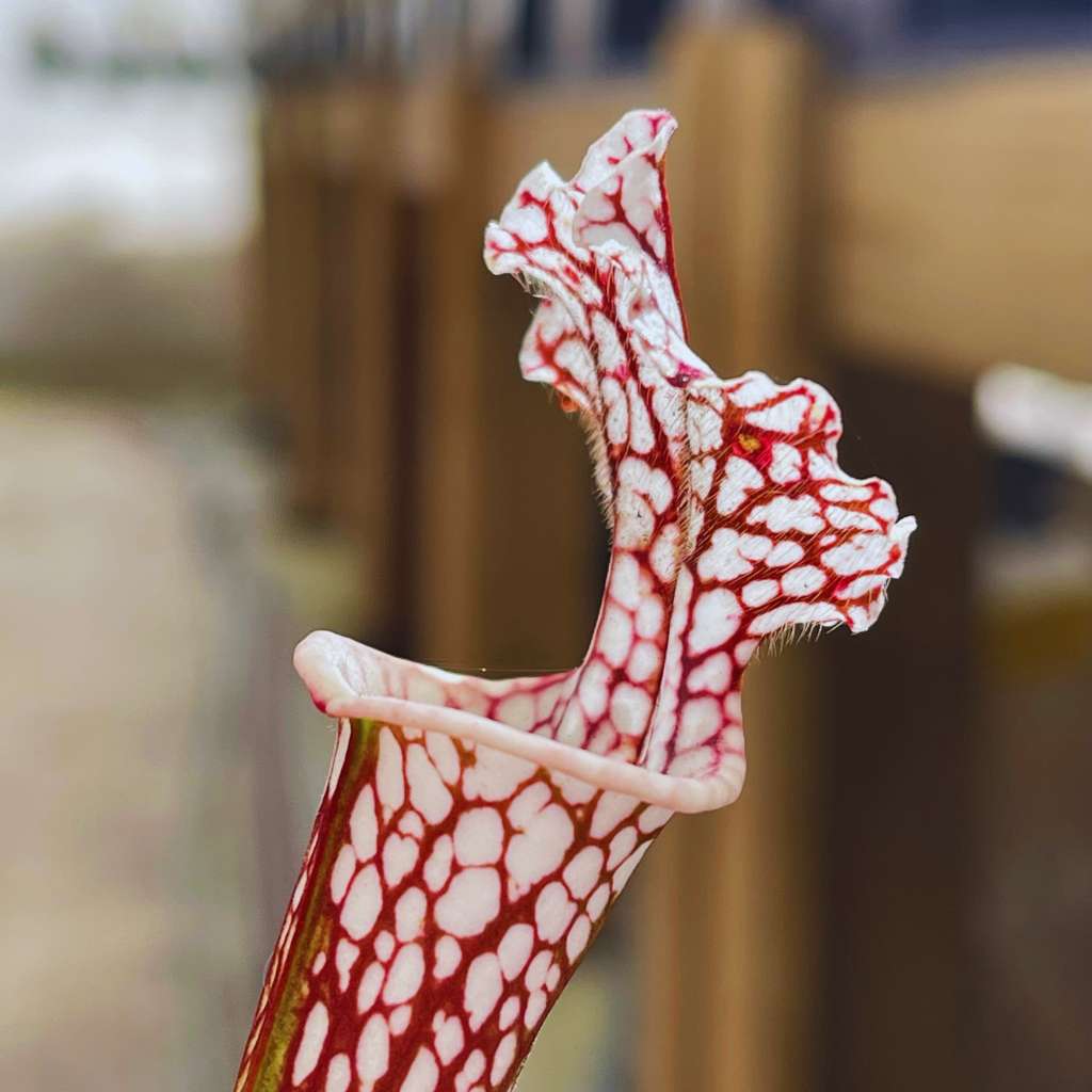 Trumpet Pitcher, Sarracenia 'Sl61 Cedric x Leucophylla hybrid HA20A #9.' Special Import. -   - Carnivorous Plant