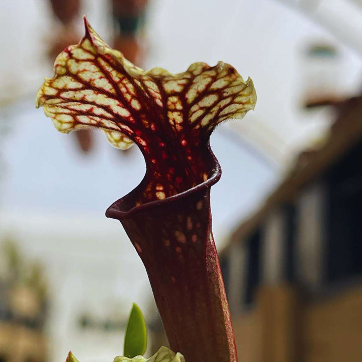Trumpet Pitcher, Sarracenia 'Wilkerson White Knight x Wilkerson Red #4.' Special Import. by Sarracenia