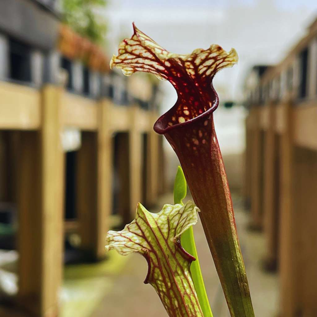 Trumpet Pitcher, Sarracenia 'Wilkerson White Knight x Wilkerson Red #4.' Special Import. by Sarracenia