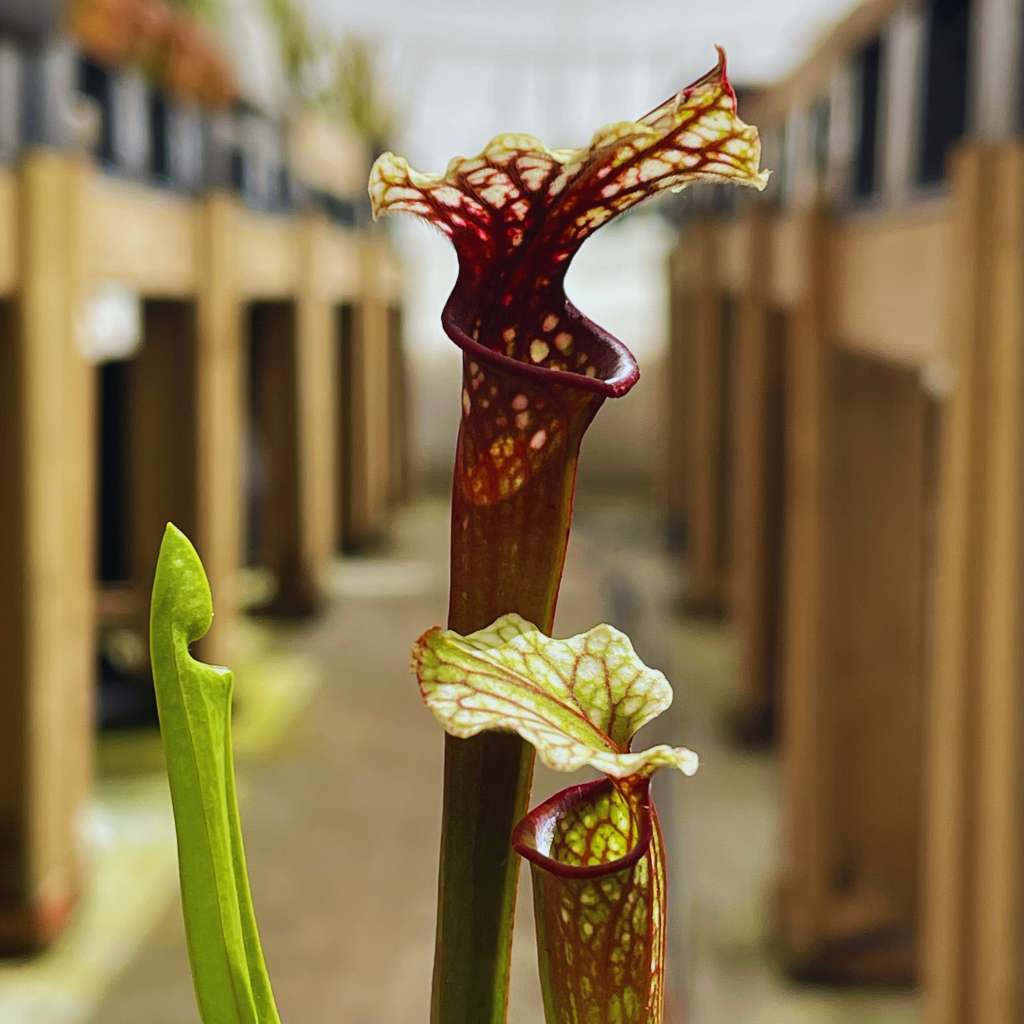Trumpet Pitcher, Sarracenia 'Wilkerson White Knight x Wilkerson Red #4.' Special Import. by Sarracenia