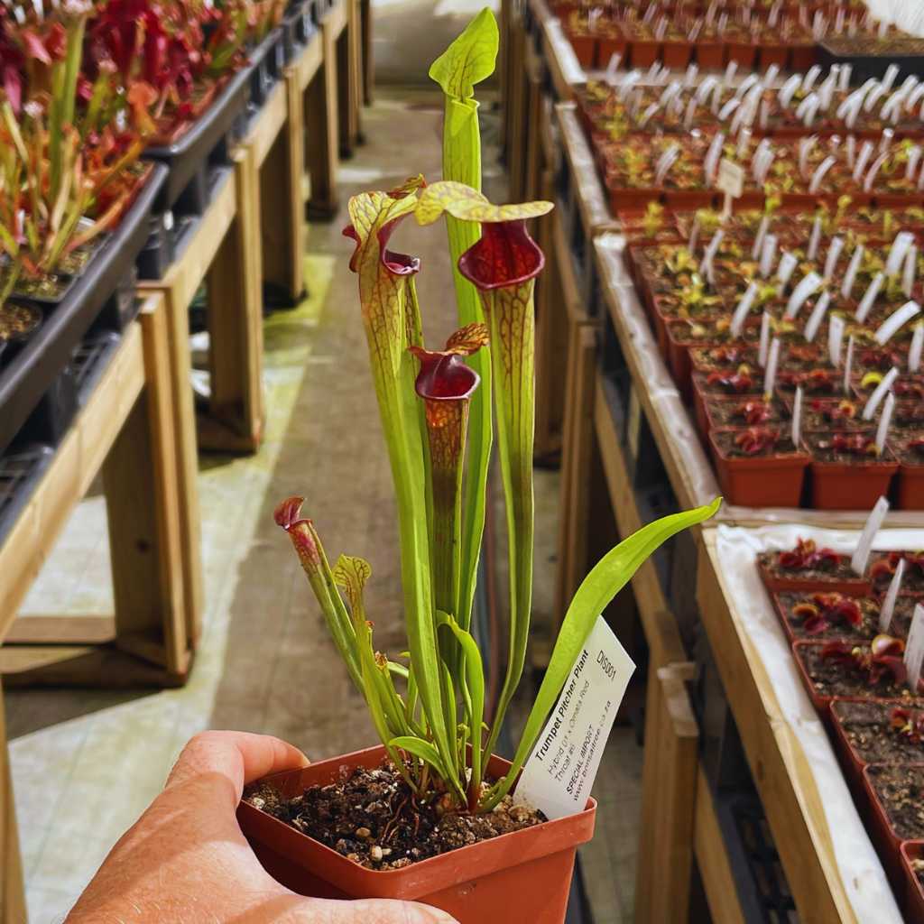 Trumpet Pitcher, Sarracenia 'Hybrid 01 x Ornata Red Throat #6.' Special Import. by Sarracenia