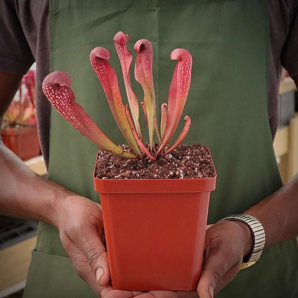 Trumpet Pitcher, Sarracenia “voldemort” by Sarracenia