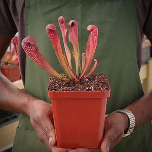 Trumpet Pitcher, Sarracenia “voldemort” -  Medium to Large plant. 12cm plastic container. - Carnivorous Plant