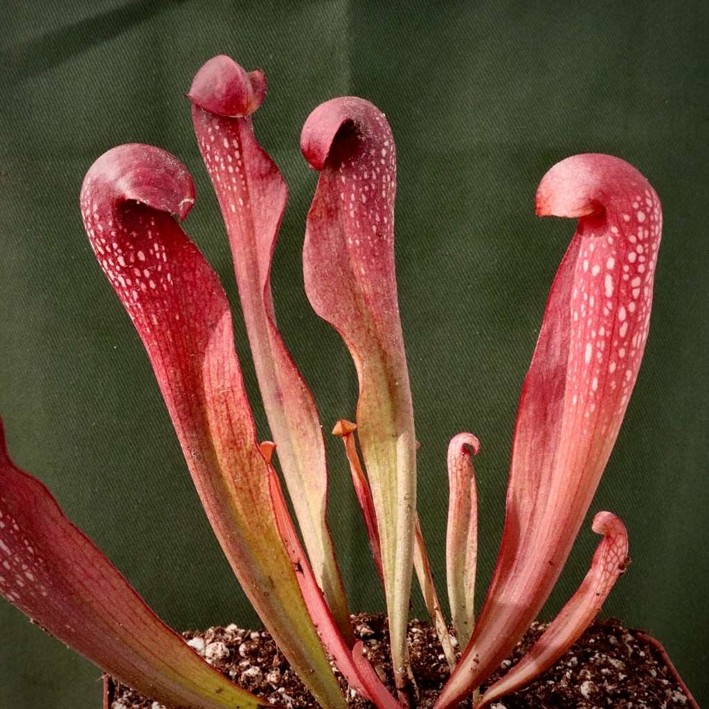 Trumpet Pitcher, Sarracenia “voldemort” by Sarracenia