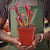 Trumpet Pitcher, Sarracenia 'Yakini' -  Medium to Large plant. 12cm plastic container. - Carnivorous Plant