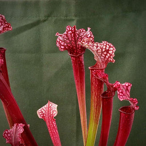 Trumpet Pitcher, Sarracenia 'Yakini' -   - Carnivorous Plant