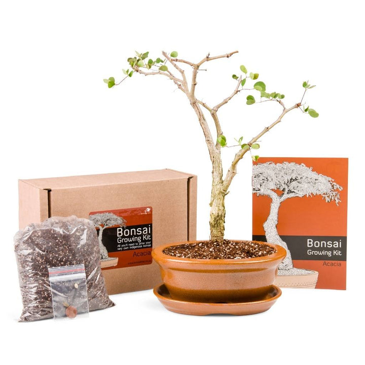Acacia Bonsai Growing Kit by Bonsai Tree