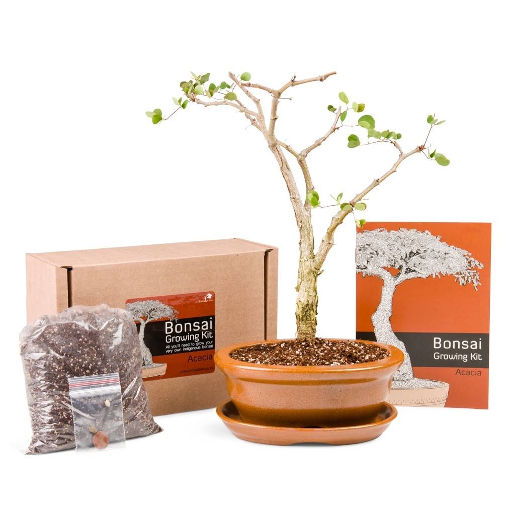Acacia Bonsai Growing Kit -   - Promotional Items