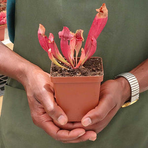 Trumpet Pitcher, Sarracenia “Amahle” -  Small to Medium plant. 7.5cm plastic container. - Carnivorous Plant
