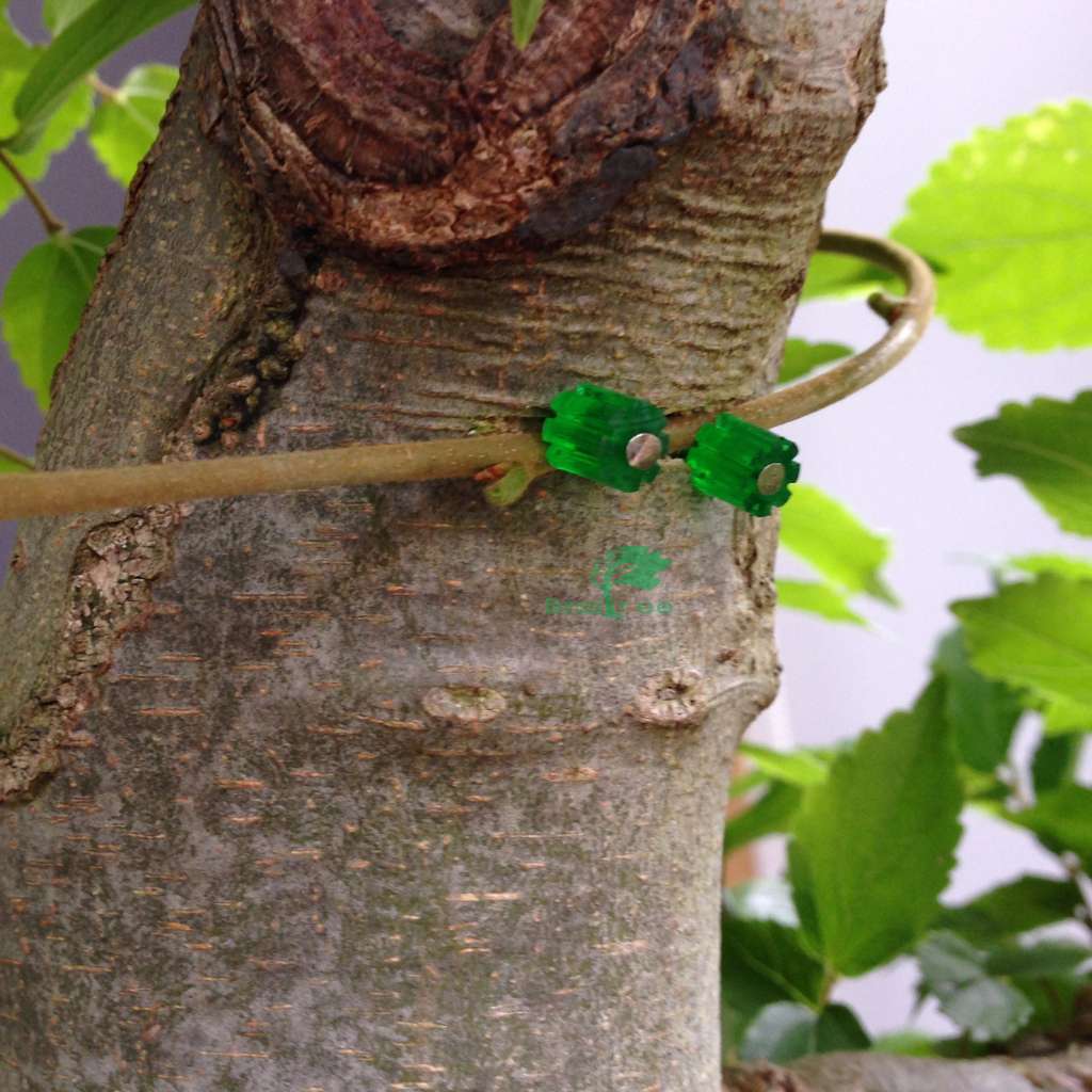 Grafting pins, 20pc by Bonsai Tree (Pty) Ltd.
