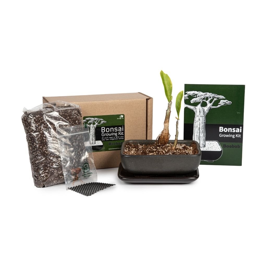Baobab Bonsai Growing Kit by Bonsai Tree
