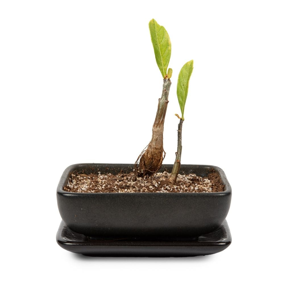 baobab bonsai tree Baobab Bonsai Growing Kit for Home Gardening Delight