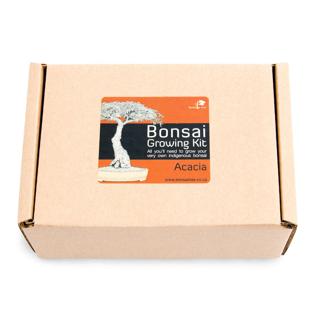 Acacia Bonsai Growing Kit -   - Promotional Items