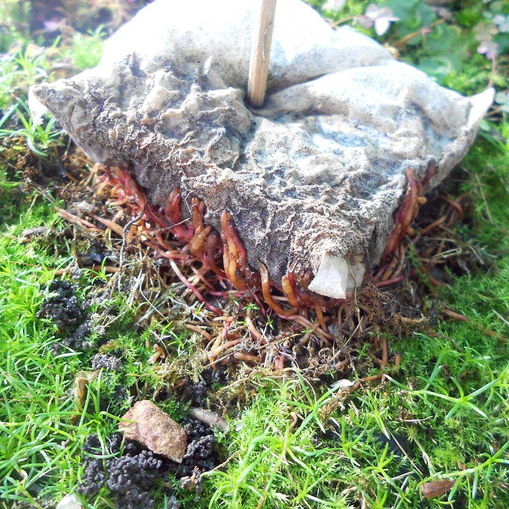 BonsaiBoost, Organic Bonsai Fertilizer (SMALL BAG), retail pack - - Fertilizers